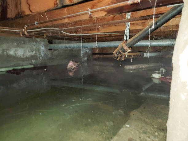  Rodeo, CA Water damage restoration Pros